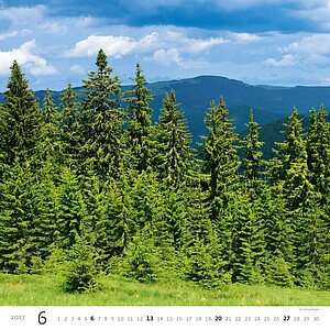 Nástěnný kalendář Forest/Wald/Les 2027