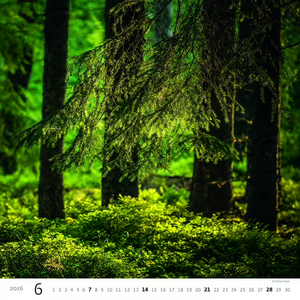 Nástěnný kalendář Forest/Wald/Les 2027