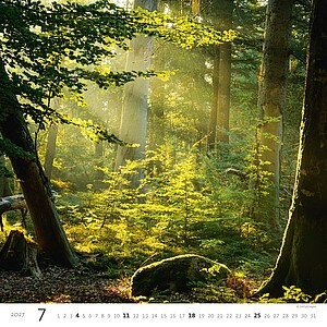 Nástěnný kalendář Forest/Wald/Les 2027