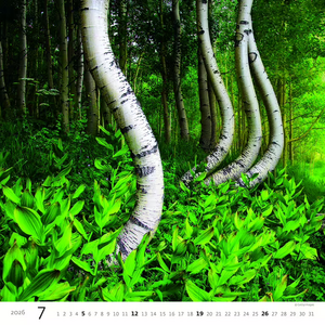 Nástěnný kalendář Forest/Wald/Les 2027