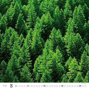 Nástěnný kalendář Forest/Wald/Les 2027