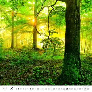 Nástěnný kalendář Forest/Wald/Les 2027