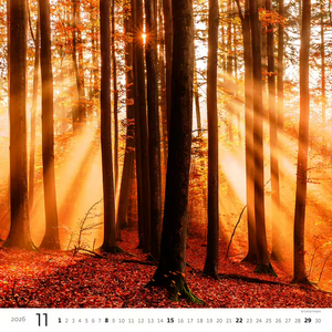 Nástěnný kalendář Forest/Wald/Les 2027