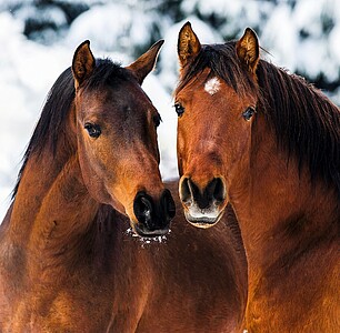 Nástěnný kalendář Horses 2026 včetně laše