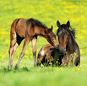 Nástěnný kalendář Horses 2026 včetně laše