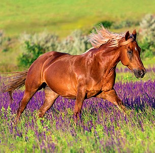 Nástěnný kalendář Horses 2026 včetně laše