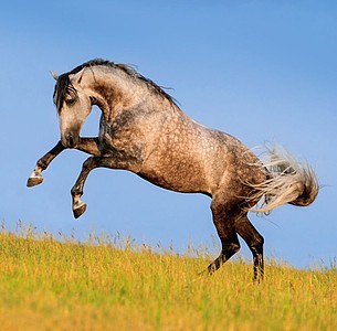Nástěnný kalendář Horses 2026 včetně laše