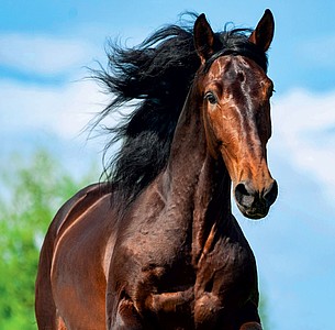 Nástěnný kalendář Horses 2026 včetně laše