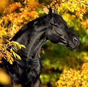 Nástěnný kalendář Horses 2026 včetně laše