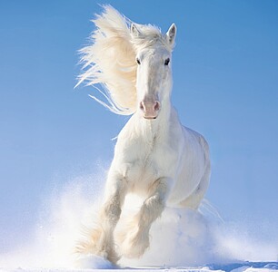 Nástěnný kalendář Horses 2027 včetně laše