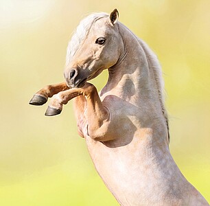 Nástěnný kalendář Horses 2027 včetně laše