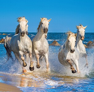 Nástěnný kalendář Horses 2027 včetně laše