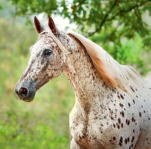 Nástěnný kalendář Horses 2027 včetně laše