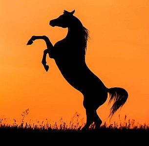 Nástěnný kalendář Horses 2027 včetně laše