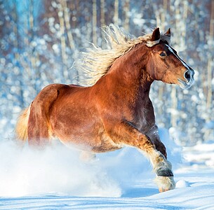 Nástěnný kalendář Horses 2027 včetně laše