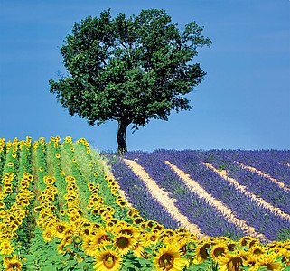 Provence 2026, nástěnný kalendář, prodloužená záda