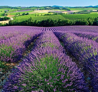 Provence 2027, nástěnný kalendář, prodloužená záda