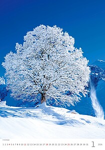 Stromy 2027, nástěnný kalendář, prodloužená záda