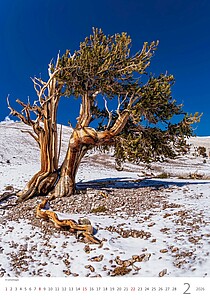 Stromy 2027, nástěnný kalendář, prodloužená záda