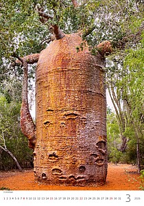 Stromy 2027, nástěnný kalendář, prodloužená záda