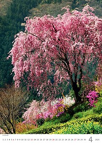 Stromy 2027, nástěnný kalendář, prodloužená záda