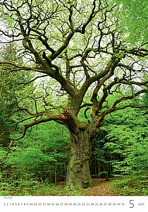 Stromy 2027, nástěnný kalendář, prodloužená záda