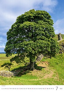 Stromy 2027, nástěnný kalendář, prodloužená záda