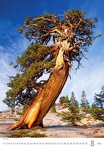 Stromy 2027, nástěnný kalendář, prodloužená záda