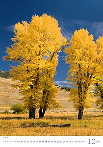 Stromy 2027, nástěnný kalendář, prodloužená záda