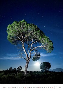 Stromy 2027, nástěnný kalendář, prodloužená záda