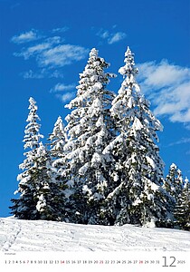 Stromy 2027, nástěnný kalendář, prodloužená záda